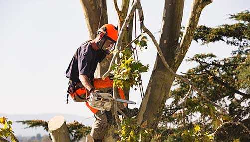 Tree removal South Auckland 
