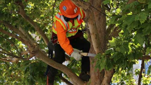 Tree Trimming South Auckland